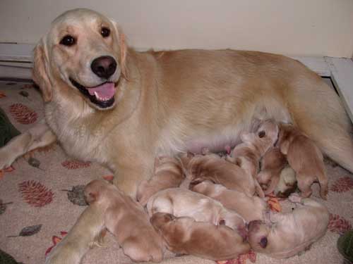 Avalon and pups